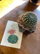Planet Desert 1 Cactus Subscription Box (Growing Kit) Review