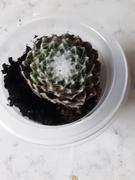 Planet Desert 1 Cactus Subscription Box (Growing Kit) Review