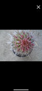 Planet Desert Golden Saguaro - Neobuxbaumia polylopha Review