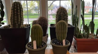 Planet Desert Golden Saguaro - Neobuxbaumia polylopha Review