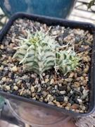 Planet Desert Euphorbia meloformis variegata Review