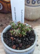 Planet Desert Euphorbia lenewtonii Review