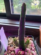 Planet Desert Stapelia leendertziae Review