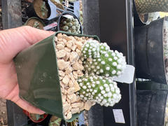 Planet Desert Mammillaria gracilis cv. oruga Review