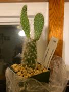 Planet Desert Opuntia Snow Fuzzy Review
