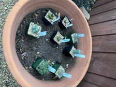 Planet Desert Agave leopoldii Review