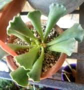 Planet Desert 2 inch Adromischus cristatus Crinkle Leaf Plant Review