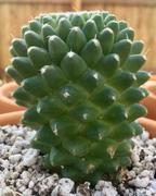 Planet Desert Mammillaria Polythele Toluca Review