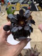 Planet Desert 2 Inch Aeonium atropurpureum Black Rose Review
