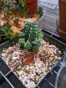 Planet Desert 2 inch Euphorbia mammillaris Corn Cob Review