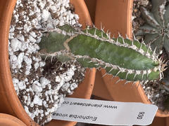 Planet Desert Euphorbia virosa Review