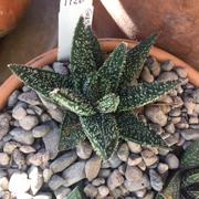 Planet Desert Aloe Gasteraloe Tarantula Review