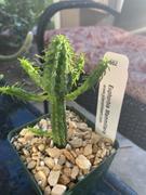 Planet Desert Euphorbia mammillaris corn cob Review