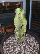 Planet Desert Euphorbia ammak Large Review