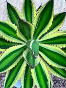 Planet Desert Quadricolor Century Plant - Agave lophantha Review