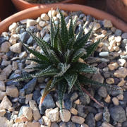 Planet Desert Aloe Haworthioies Review