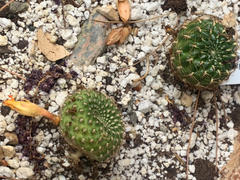 Planet Desert Rebutia marsoneri Review