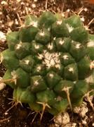 Planet Desert Mammillaria bucareliensis Review