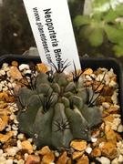 Planet Desert Neoporteria bicolor or Eriosyce islayensis Review