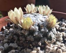 Planet Desert Mammillaria duwei Review