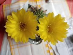 Planet Desert Echinopsis leucomalla cob cactus Review