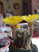 Planet Desert Echinopsis leucomalla cob cactus Review