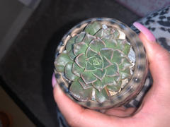 Graptopetalum tacitus bellus Super Star Cactus Cacti Succulent Real Live Plant 