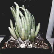 Planet Desert Senecio scaposus Review