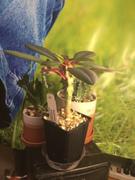 Planet Desert Euphorbia viguieri ankarafantsiensis Review