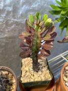 Planet Desert Euphorbia trigona Royal Red Review