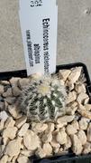 Planet Desert Echinocereus reichenbachii albispinus Review