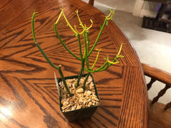 Planet Desert Euphorbia tirucalli pencil cactus Review