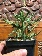 Planet Desert Euphorbia stenoclada Review