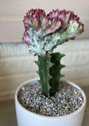 Planet Desert Euphorbia lactea crest grafted Review