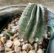 Planet Desert Euphorbia cereiformis milk barrel Review