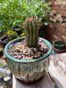 Planet Desert Euphorbia cereiformis milk barrel Review