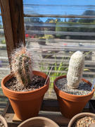 Planet Desert Peruvian Old Lady Cactus - Espostoa melanostele Review