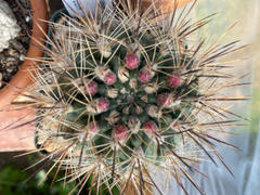 Planet Desert Neoporteria coimasensis Review