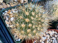 Planet Desert Neoporteria coimasensis Review