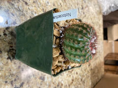 Planet Desert Neoporteria coimasensis Review