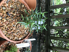Planet Desert Crassula tetragona Review