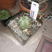 Planet Desert Euphorbia horrida JC Review