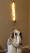 Yukiko Morita PAMPSHADE Online Shop バゲット Bread Lamp （コンセントタイプ） Review