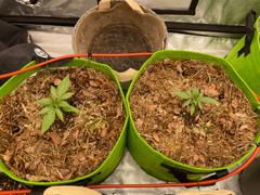 Redbud Soil Company 7 Gallon Fabric Living Soil Pots - Kultiva Review
