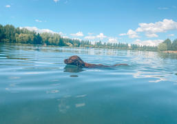 Augustine Brand Halftime Crop Review