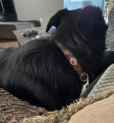 Siete Foods Dog Collar Review