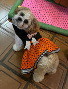 DinkyDogClub Halloween Dog Dress - Fab-BOO-lous Review