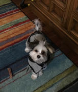 DinkyDogClub Grey Herringbone Dog Coat with Matching Leash Review