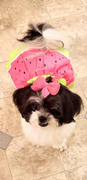 DinkyDogClub Klippo Juicy Watermelon Dog Dress Review