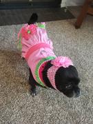 DinkyDogClub Watermelon Dog Dress Review